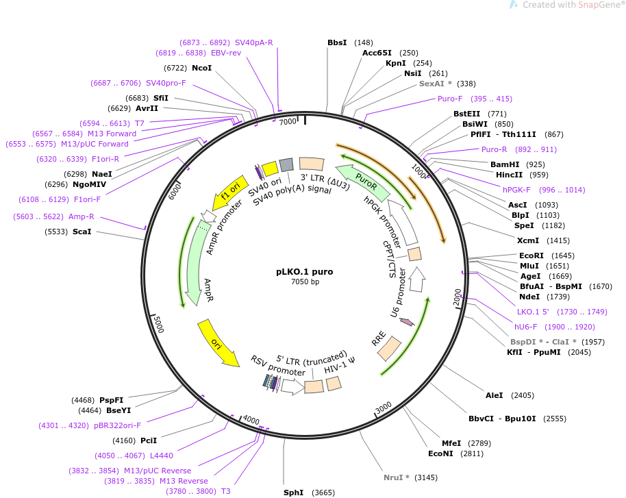 pLKO.1 puro载体图谱